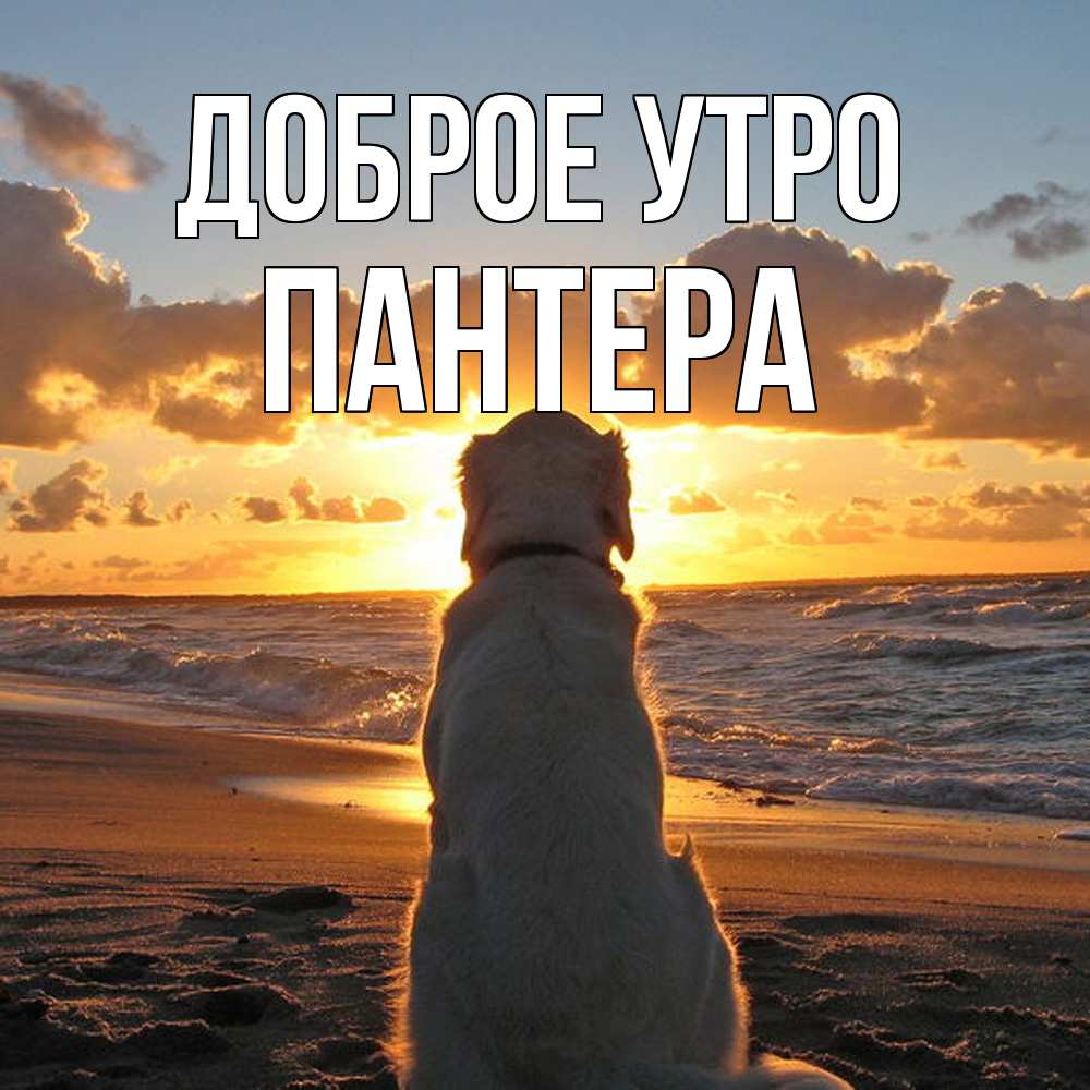 Открытка на каждый день с именем, Пантера Доброе утро восход солнца Прикольная открытка с пожеланием онлайн скачать бесплатно 