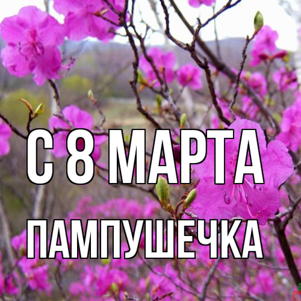 Открытка на каждый день с именем, пампушечка C 8 МАРТА международный женский день Прикольная открытка с пожеланием онлайн скачать бесплатно 