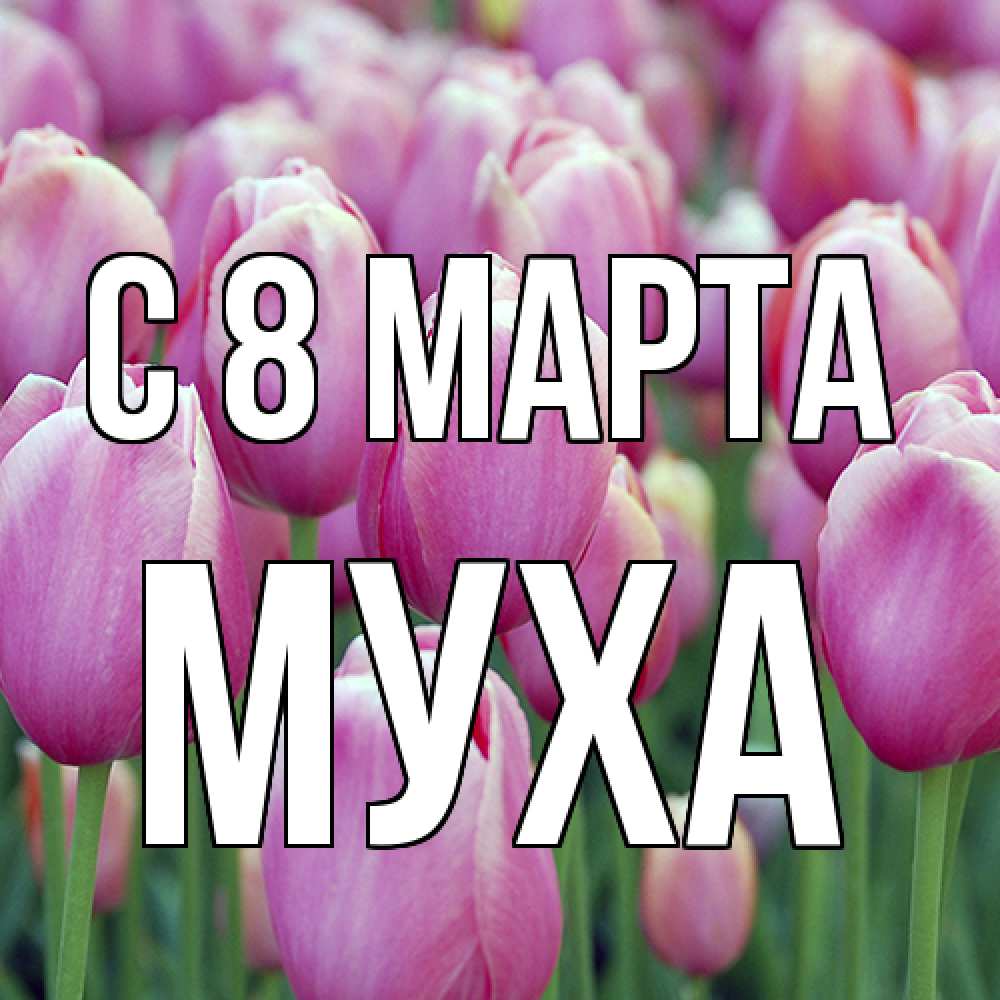 Открытка на каждый день с именем, Муха C 8 МАРТА на международный женский день 3 Прикольная открытка с пожеланием онлайн скачать бесплатно 