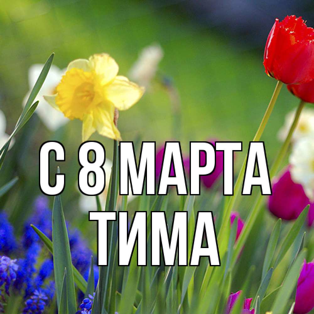 Открытка на каждый день с именем, Тима C 8 МАРТА международный женский день 3 Прикольная открытка с пожеланием онлайн скачать бесплатно 