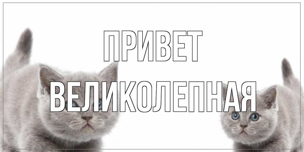 Открытка на каждый день с именем, великолепная Привет коты Прикольная открытка с пожеланием онлайн скачать бесплатно 