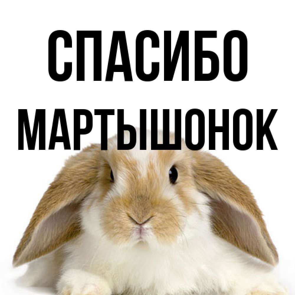 Открытка на каждый день с именем, Маpтышонок Спасибо коричнево белый заяц Прикольная открытка с пожеланием онлайн скачать бесплатно 