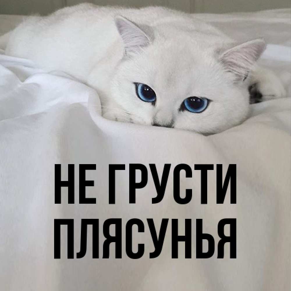 Открытка на каждый день с именем, Плясунья Не грусти Голубоглазая кошка Прикольная открытка с пожеланием онлайн скачать бесплатно 