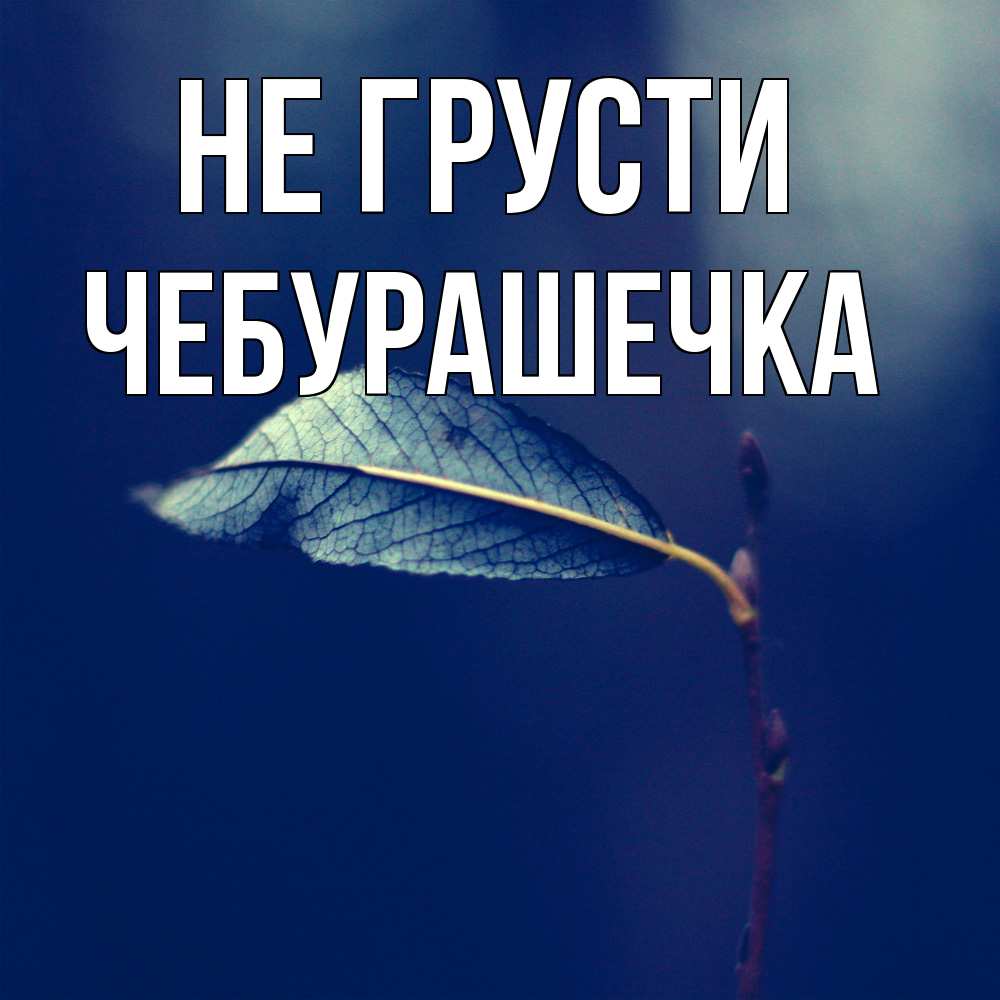 Открытка на каждый день с именем, Чебурашечка Не грусти растение Прикольная открытка с пожеланием онлайн скачать бесплатно 