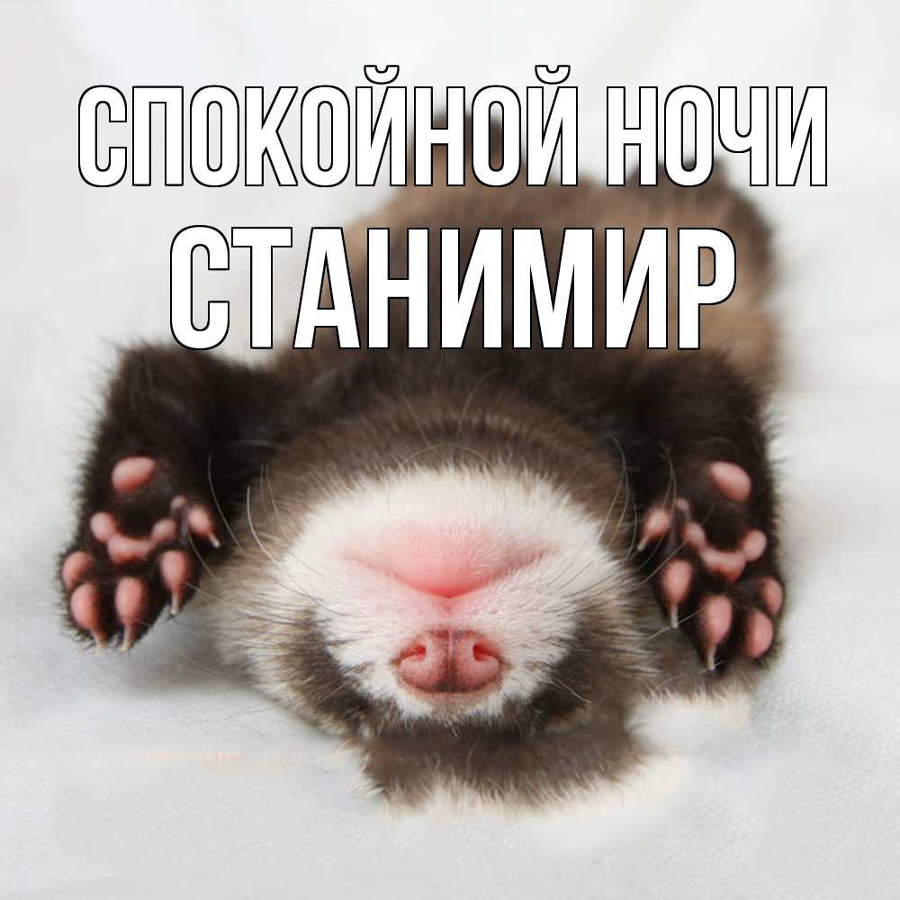 Открытка на каждый день с именем, Станимир Спокойной ночи зверек Прикольная открытка с пожеланием онлайн скачать бесплатно 