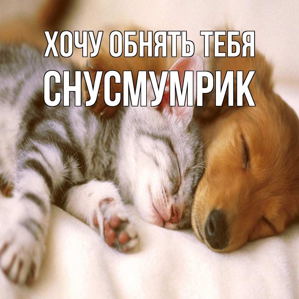 Открытка на каждый день с именем, Снусмумрик Хочу обнять тебя пес и котенок Прикольная открытка с пожеланием онлайн скачать бесплатно 