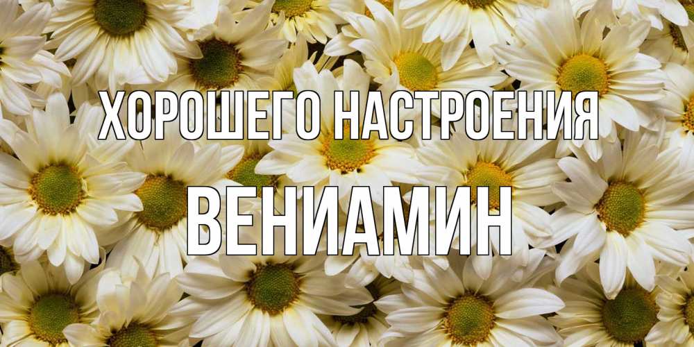 Открытка на каждый день с именем, Вениамин Хорошего настроения крупные ромашки Прикольная открытка с пожеланием онлайн скачать бесплатно 