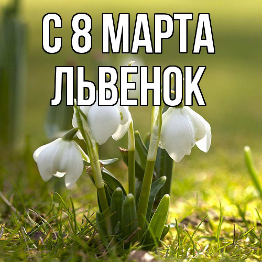 Открытка на каждый день с именем, Львенок C 8 МАРТА ранние цветы 2 Прикольная открытка с пожеланием онлайн скачать бесплатно 