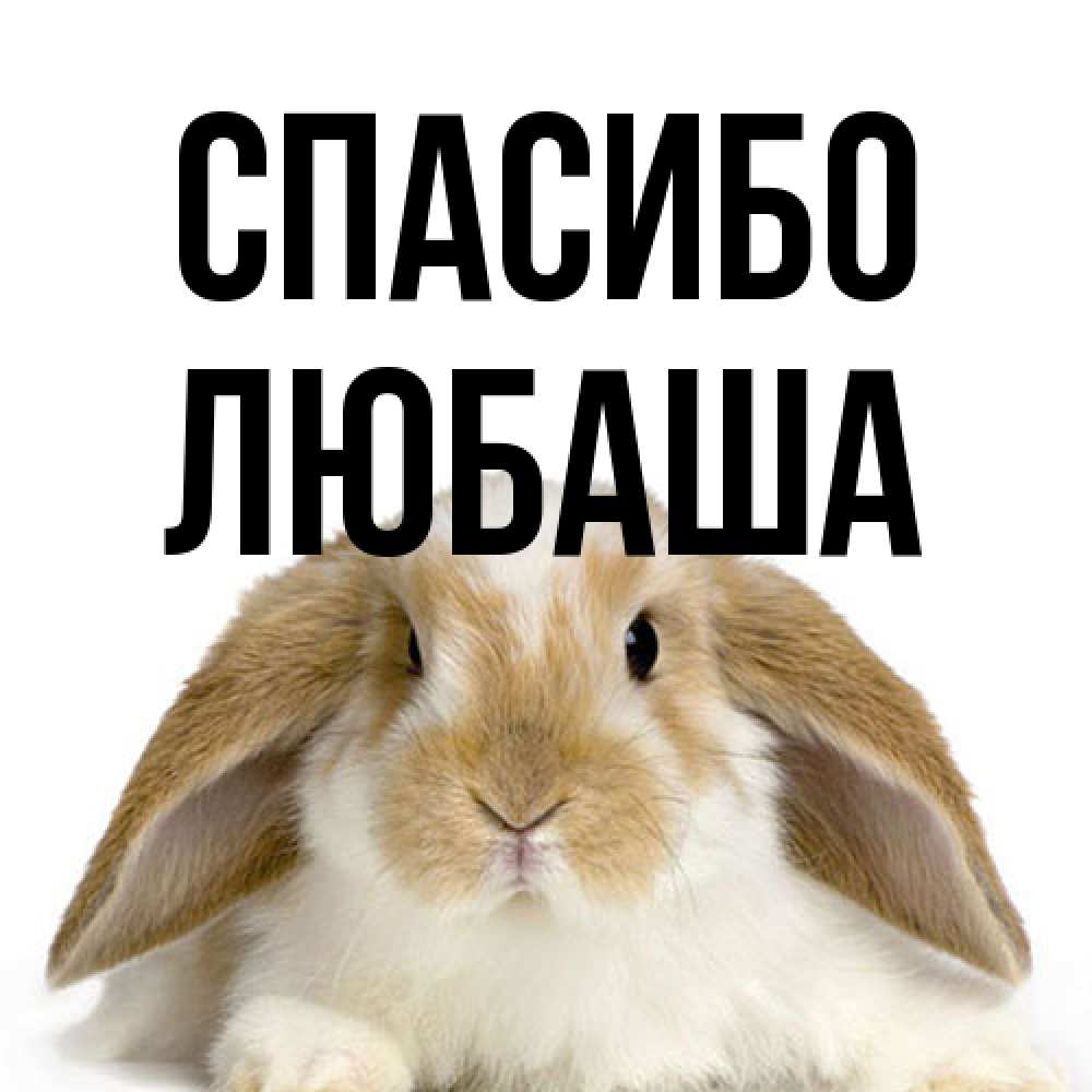 Открытка на каждый день с именем, Любаша Спасибо коричнево белый заяц Прикольная открытка с пожеланием онлайн скачать бесплатно 
