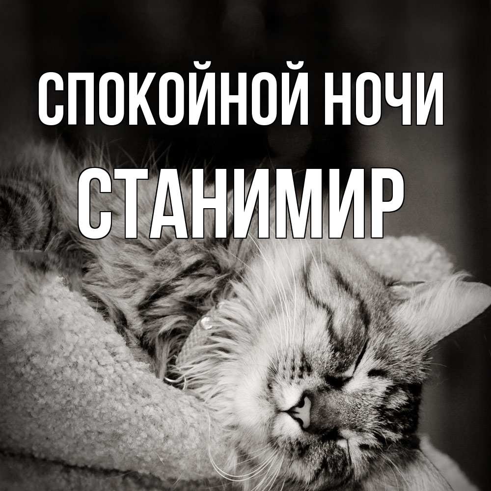 Открытка на каждый день с именем, Станимир Спокойной ночи котярик пушистый Прикольная открытка с пожеланием онлайн скачать бесплатно 