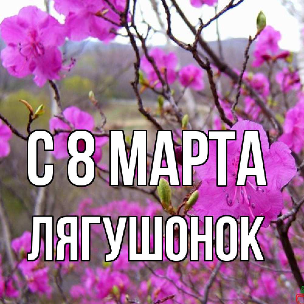 Открытка на каждый день с именем, лягушонок C 8 МАРТА международный женский день Прикольная открытка с пожеланием онлайн скачать бесплатно 