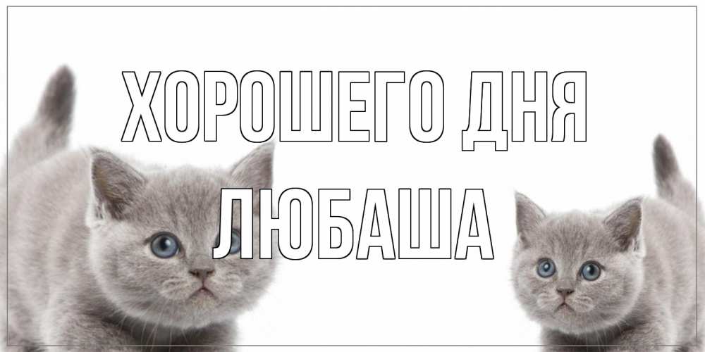 Открытка на каждый день с именем, Любаша Хорошего дня открытка с котами Прикольная открытка с пожеланием онлайн скачать бесплатно 