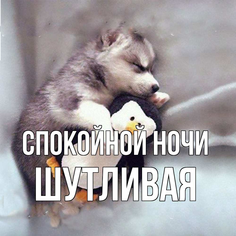 Открытка на каждый день с именем, Шутливая Спокойной ночи обнимашки щенка и пингвина Прикольная открытка с пожеланием онлайн скачать бесплатно 