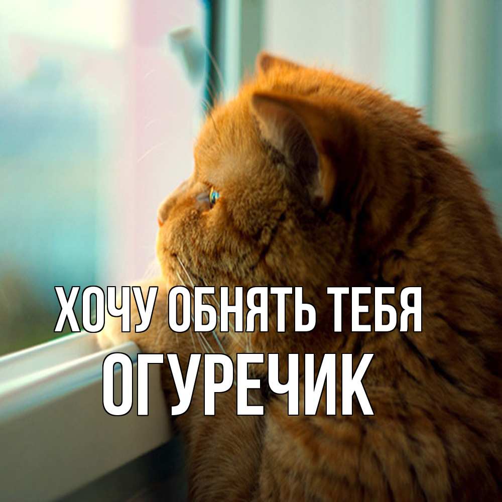 Открытка на каждый день с именем, Огуречик Хочу обнять тебя большой огромный рыжий котяра Прикольная открытка с пожеланием онлайн скачать бесплатно 
