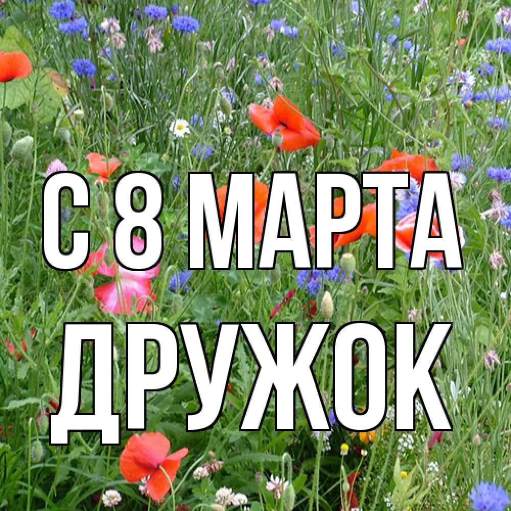 Открытка на каждый день с именем, Дружок C 8 МАРТА международный женский день 4 Прикольная открытка с пожеланием онлайн скачать бесплатно 