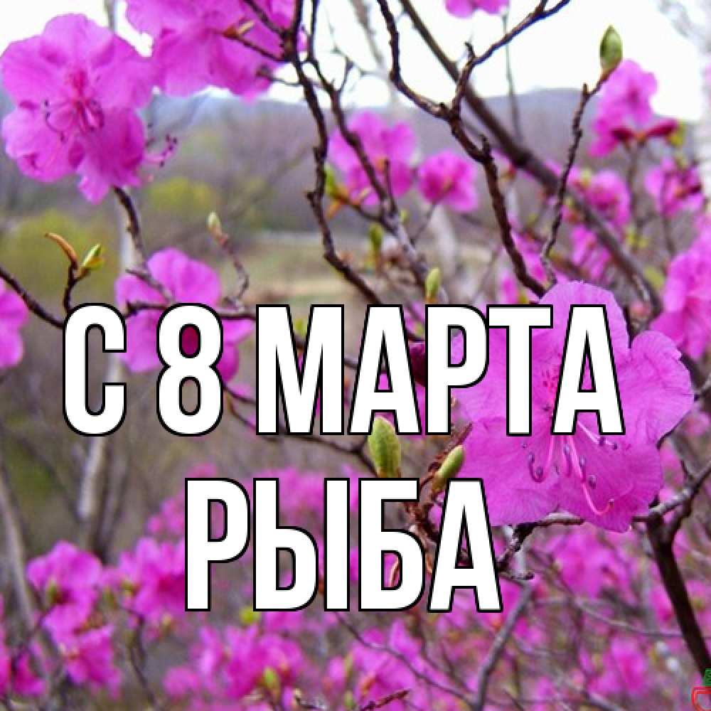 Открытка на каждый день с именем, Рыба C 8 МАРТА международный женский день Прикольная открытка с пожеланием онлайн скачать бесплатно 