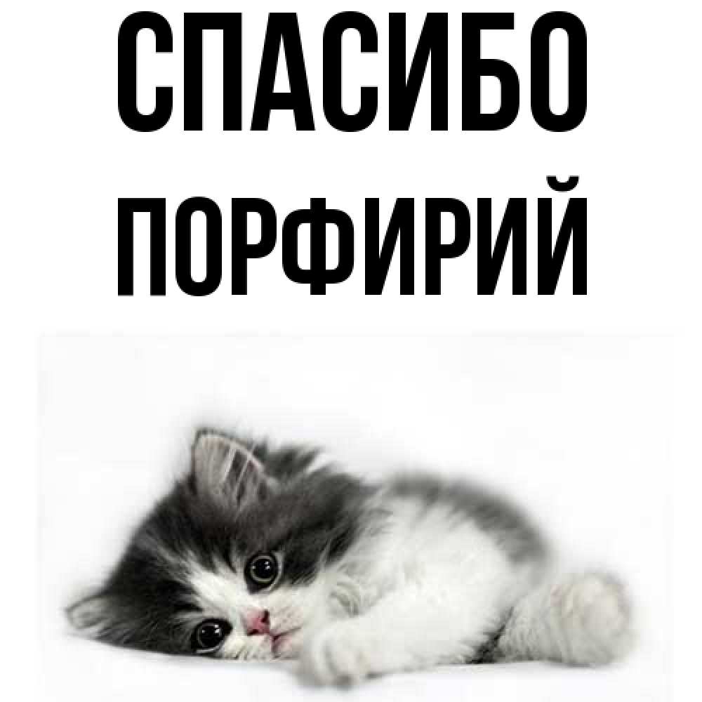 Открытка на каждый день с именем, Порфирий Спасибо черный и белый кот Прикольная открытка с пожеланием онлайн скачать бесплатно 