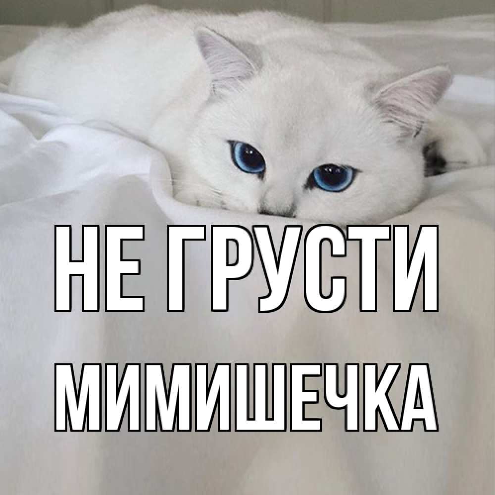 Открытка на каждый день с именем, мимишечка Не грусти белый кот с голубыми глазами на белоснежной кровати Прикольная открытка с пожеланием онлайн скачать бесплатно 