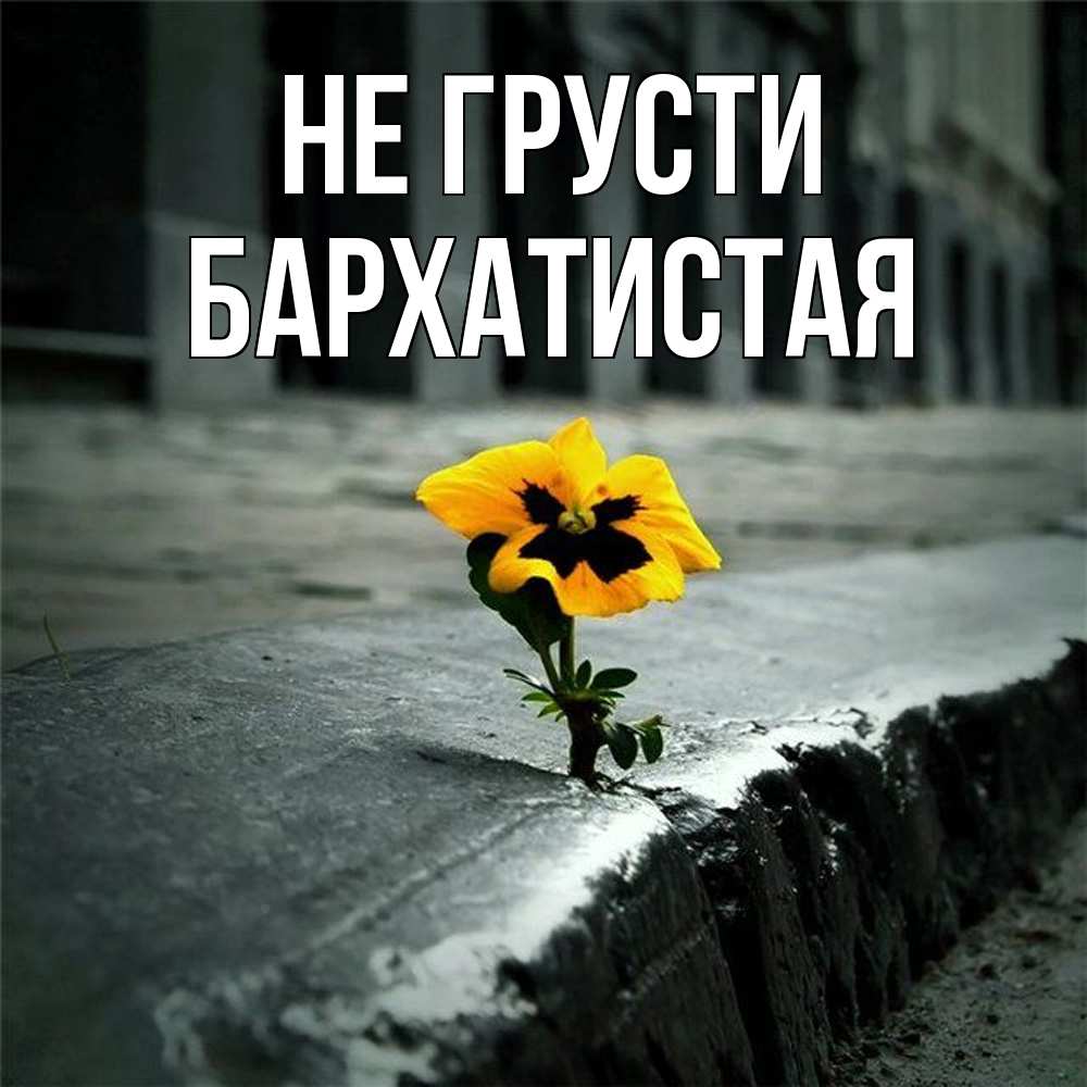 Открытка на каждый день с именем, Бархатистая Не грусти не сдавайся Прикольная открытка с пожеланием онлайн скачать бесплатно 