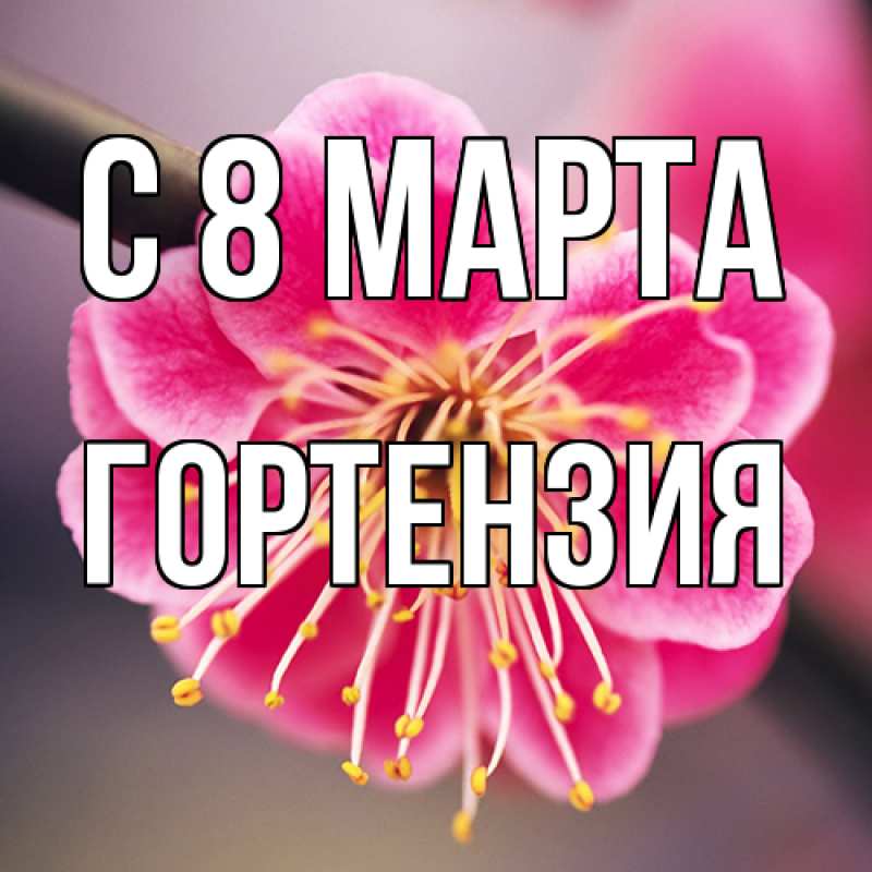 Картинка C 8 МАРТА, Гортензия