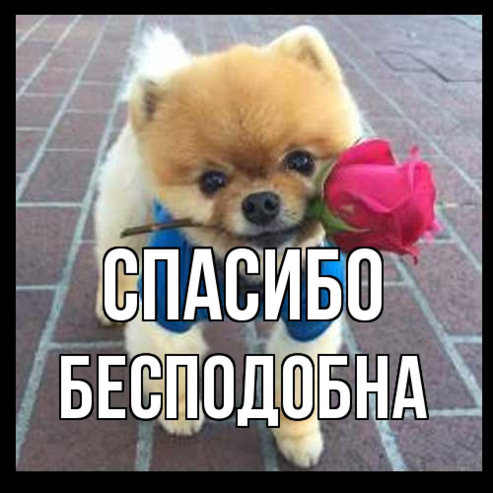 Открытка на каждый день с именем, Бесподобна Спасибо спасибо и дарю тебе цветок Прикольная открытка с пожеланием онлайн скачать бесплатно 