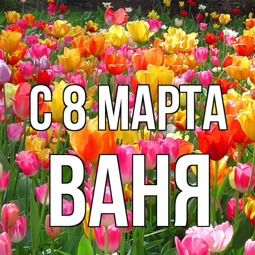 Открытка на каждый день с именем, Ваня C 8 МАРТА на международный женский день Прикольная открытка с пожеланием онлайн скачать бесплатно 