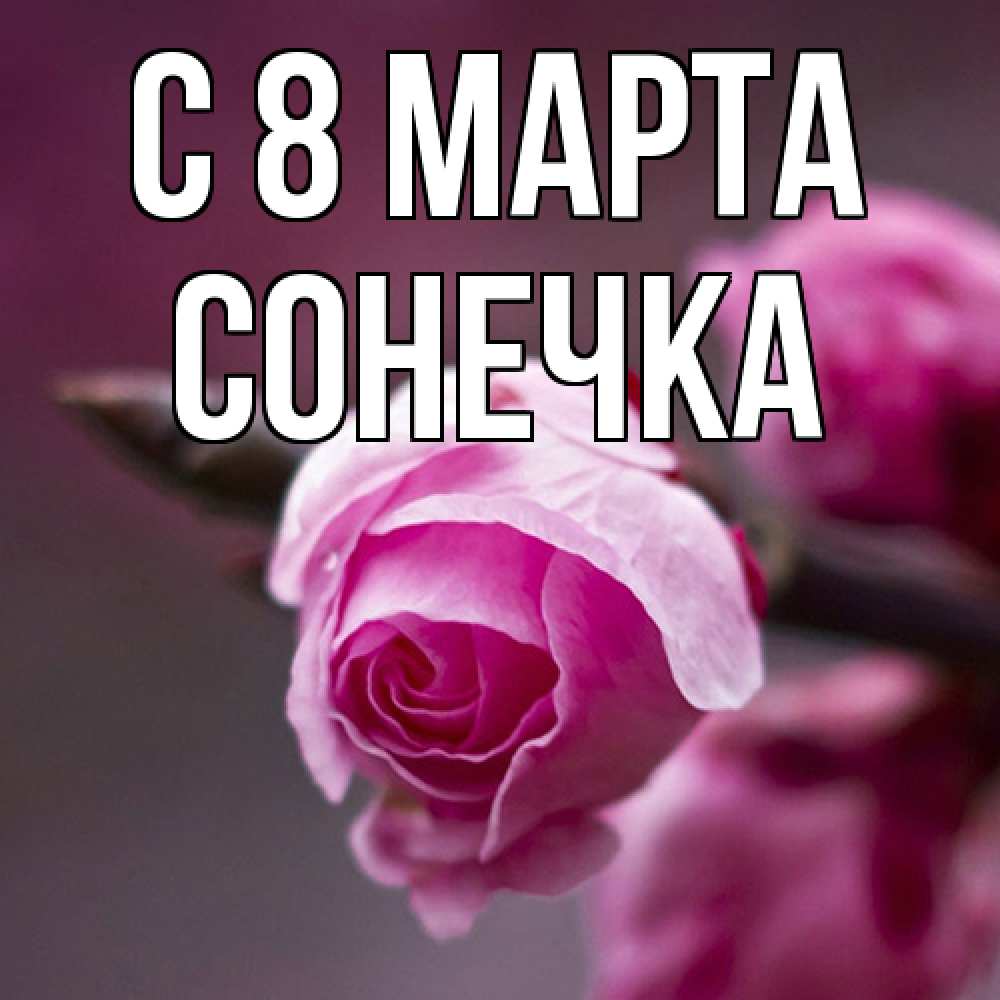 Открытка на каждый день с именем, Сонечка C 8 МАРТА весна Прикольная открытка с пожеланием онлайн скачать бесплатно 
