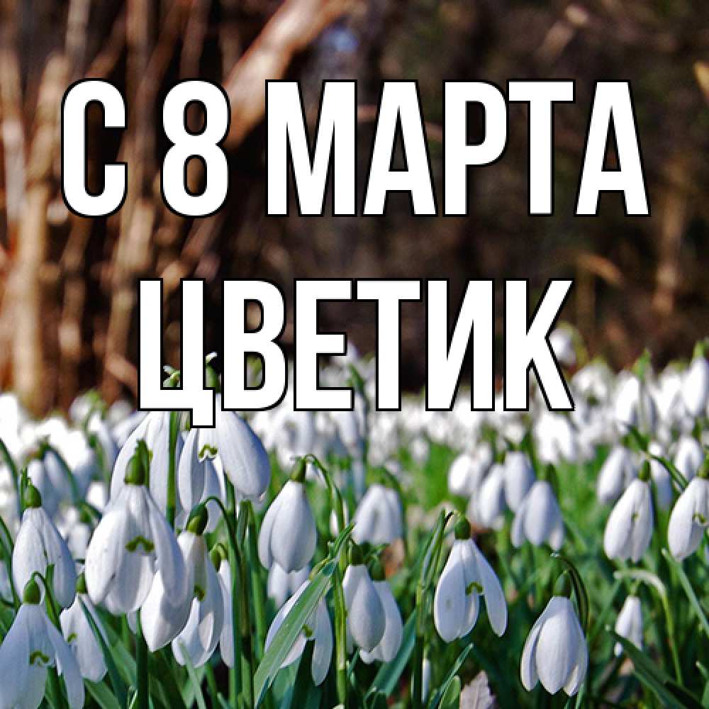 Открытка на каждый день с именем, цветик C 8 МАРТА с подснежниками 1 Прикольная открытка с пожеланием онлайн скачать бесплатно 