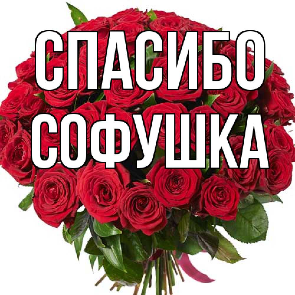 Открытка на каждый день с именем, Софушка Спасибо букет красных роз Прикольная открытка с пожеланием онлайн скачать бесплатно 