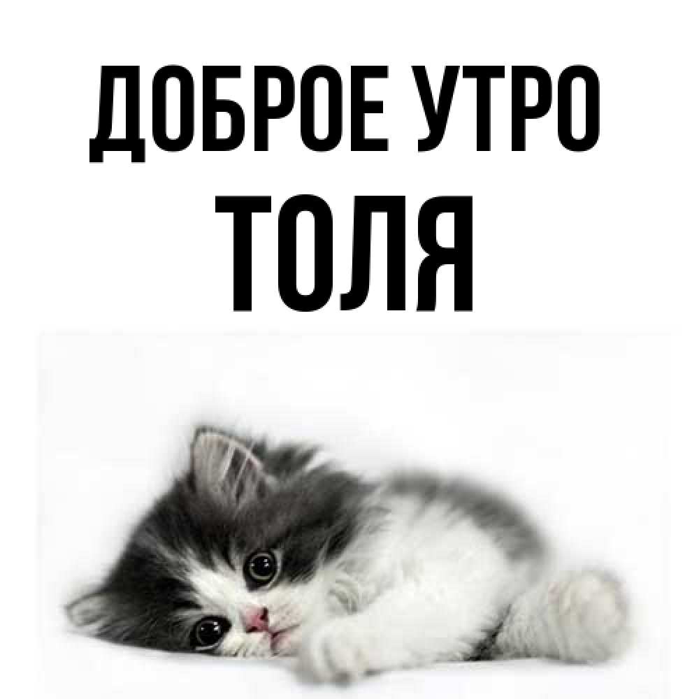 Открытка на каждый день с именем, Толя Доброе утро кот лапки Прикольная открытка с пожеланием онлайн скачать бесплатно 