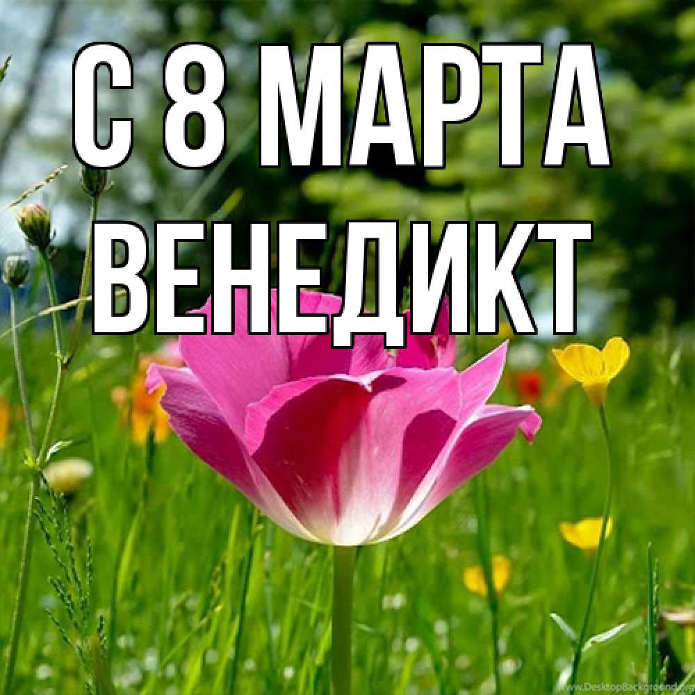 Открытка на каждый день с именем, Венедикт C 8 МАРТА полевые цветы Прикольная открытка с пожеланием онлайн скачать бесплатно 