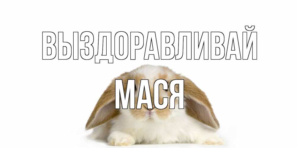 Открытка на каждый день с именем, Мася Выздоравливай вислоухий кролик белого и коричневого цвета Прикольная открытка с пожеланием онлайн скачать бесплатно 