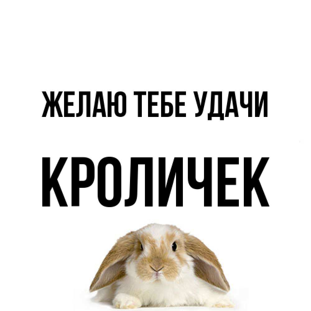 Открытка на каждый день с именем, кроличек Желаю тебе удачи открытки с произвольным текстом который можно вставить в открытку и создать ее самостоятельно бесплатно онлайн Прикольная открытка с пожеланием онлайн скачать бесплатно 