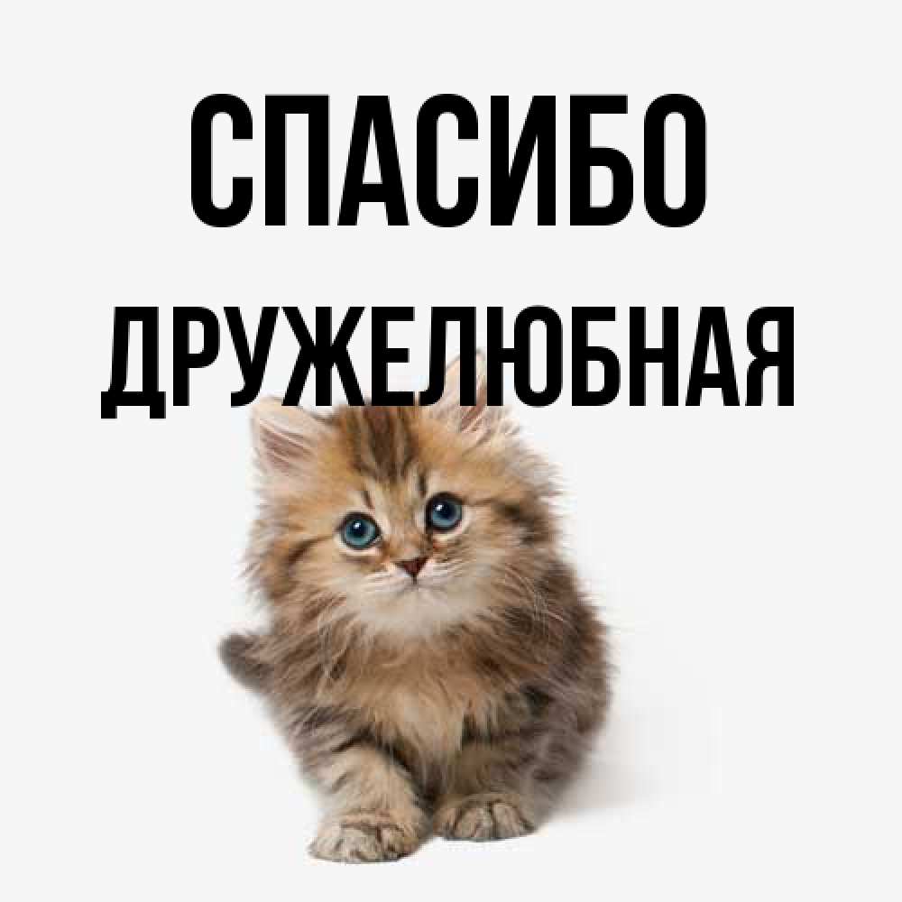 Открытка на каждый день с именем, Дружелюбная Спасибо пушистый котик Прикольная открытка с пожеланием онлайн скачать бесплатно 