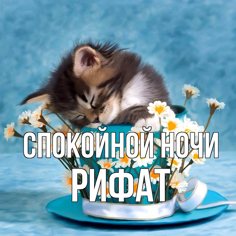 Открытка на каждый день с именем, Рифат Спокойной ночи котенок спит в кружке с блюдцем Прикольная открытка с пожеланием онлайн скачать бесплатно 