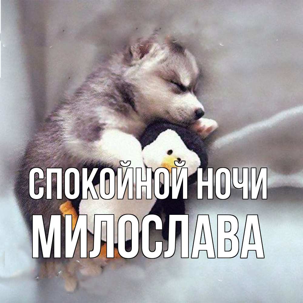 Открытка на каждый день с именем, Милослава Спокойной ночи обнимашки щенка и пингвина Прикольная открытка с пожеланием онлайн скачать бесплатно 