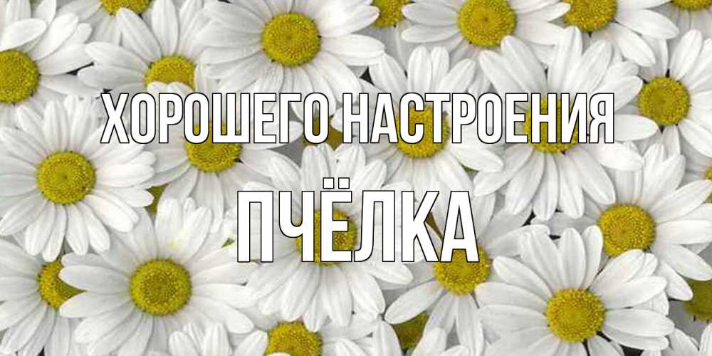 Открытка на каждый день с именем, Пчёлка Хорошего настроения поляна ромашек Прикольная открытка с пожеланием онлайн скачать бесплатно 