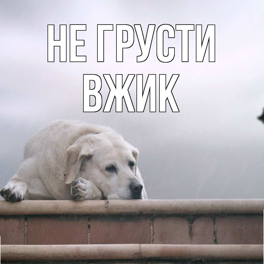 Открытка на каждый день с именем, Вжик Не грусти белый пес 1 Прикольная открытка с пожеланием онлайн скачать бесплатно 