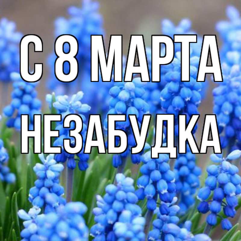 Картинка C 8 МАРТА, Незабудка