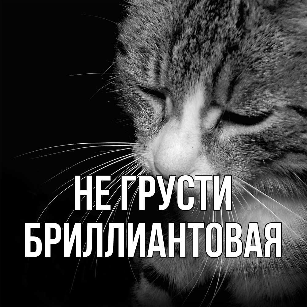 Открытка на каждый день с именем, Бpиллиантовая Не грусти грустный котик Прикольная открытка с пожеланием онлайн скачать бесплатно 