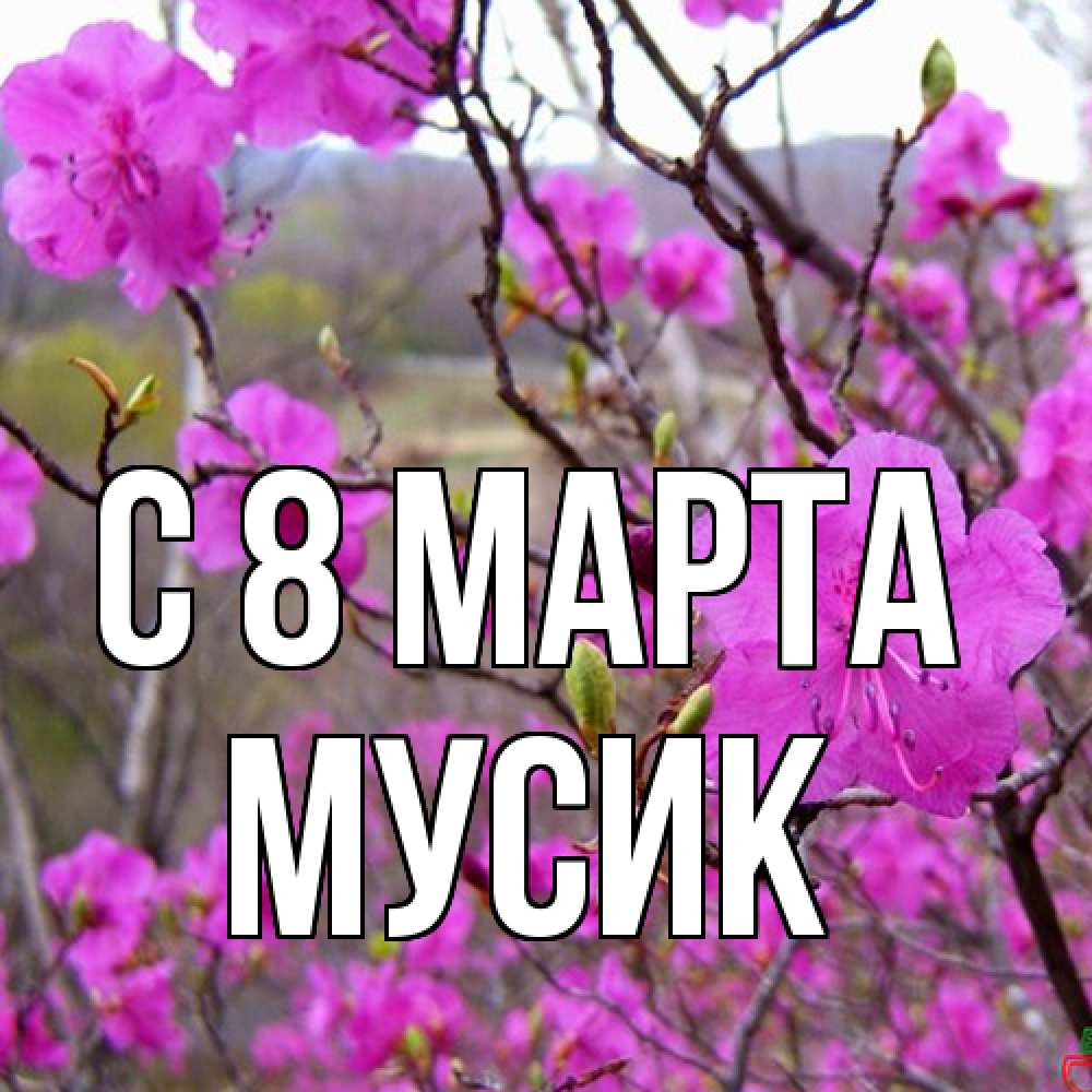 Открытка на каждый день с именем, мусик C 8 МАРТА международный женский день Прикольная открытка с пожеланием онлайн скачать бесплатно 