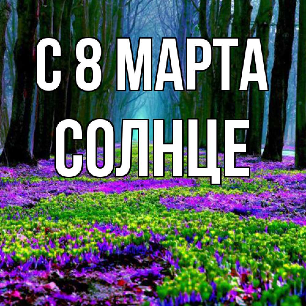 Открытка на каждый день с именем, солнце C 8 МАРТА фиолетовые цветы в лесу 1 Прикольная открытка с пожеланием онлайн скачать бесплатно 