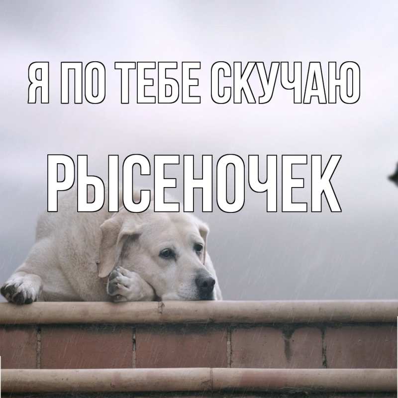 Картинка Я по тебе скучаю, Рысеночек