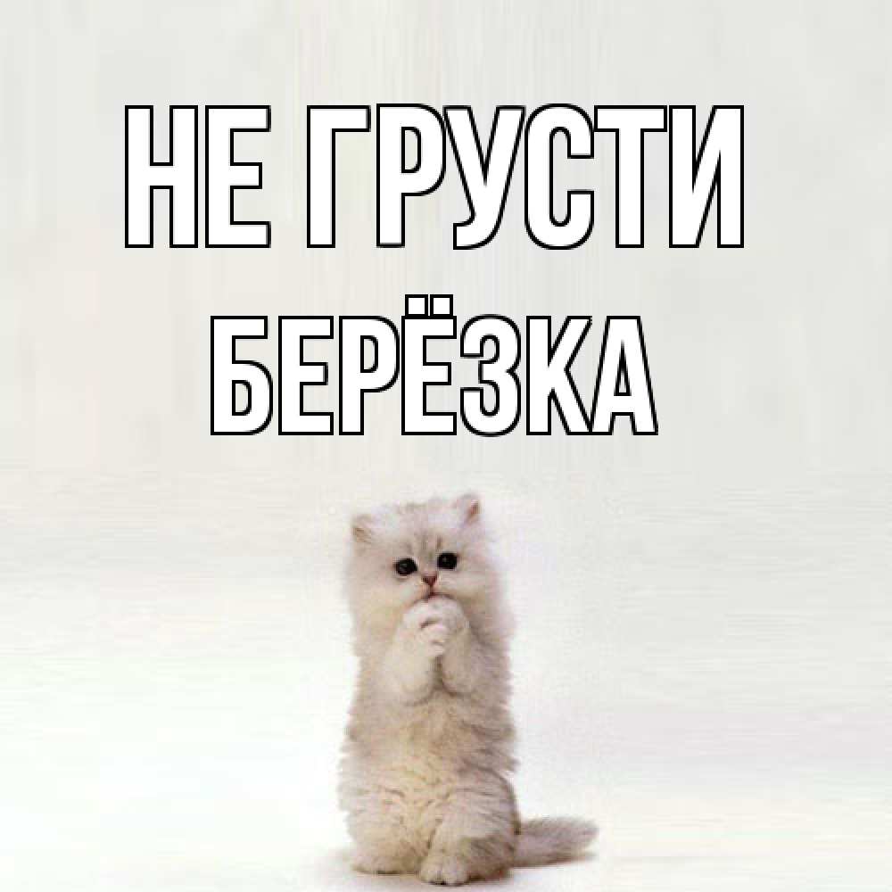 Открытка на каждый день с именем, Берёзка Не грусти грустный кот Прикольная открытка с пожеланием онлайн скачать бесплатно 