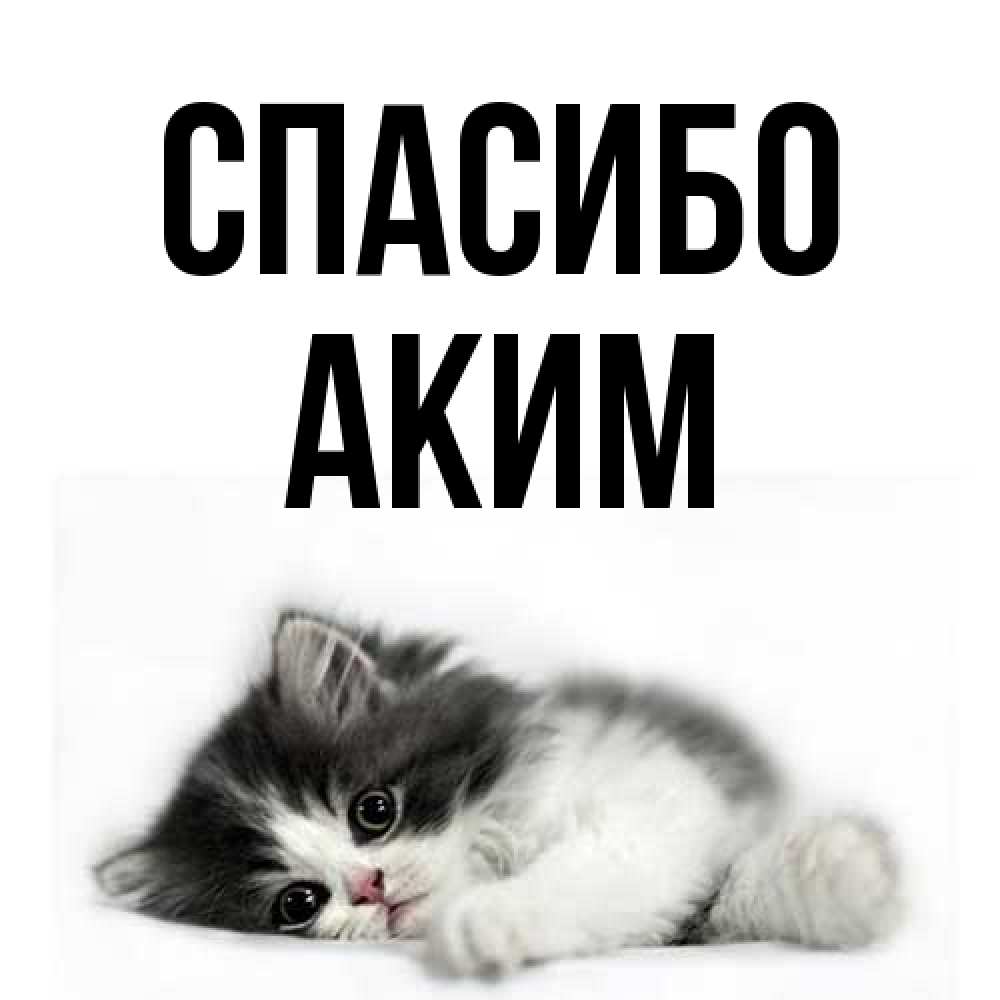 Открытка на каждый день с именем, Аким Спасибо черный и белый кот Прикольная открытка с пожеланием онлайн скачать бесплатно 