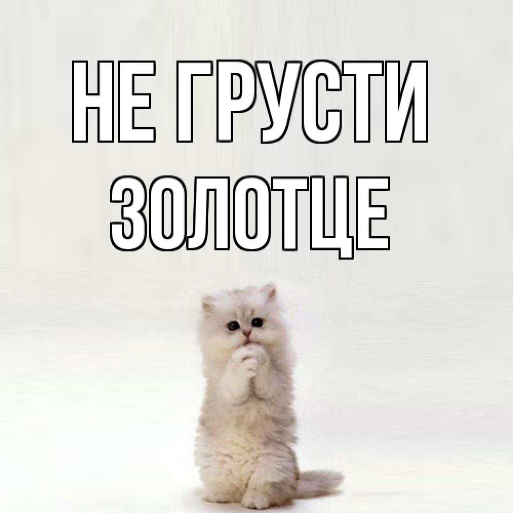 Открытка на каждый день с именем, Золотце Не грусти грустный кот Прикольная открытка с пожеланием онлайн скачать бесплатно 