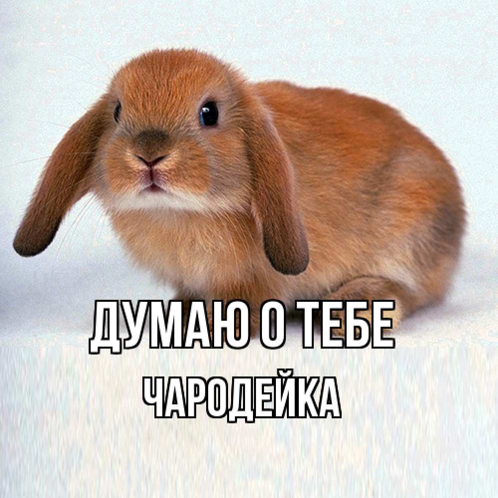 Открытка на каждый день с именем, Чаpодейка Думаю о тебе кроль коричневый Прикольная открытка с пожеланием онлайн скачать бесплатно 