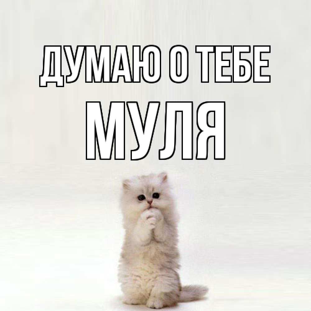 Открытка на каждый день с именем, Муля Думаю о тебе кот стоит на задних лапах Прикольная открытка с пожеланием онлайн скачать бесплатно 