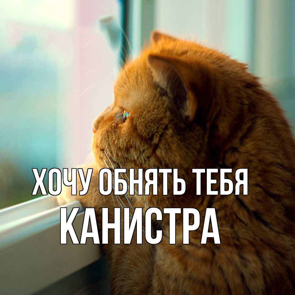 Открытка на каждый день с именем, Канистра Хочу обнять тебя большой огромный рыжий котяра Прикольная открытка с пожеланием онлайн скачать бесплатно 