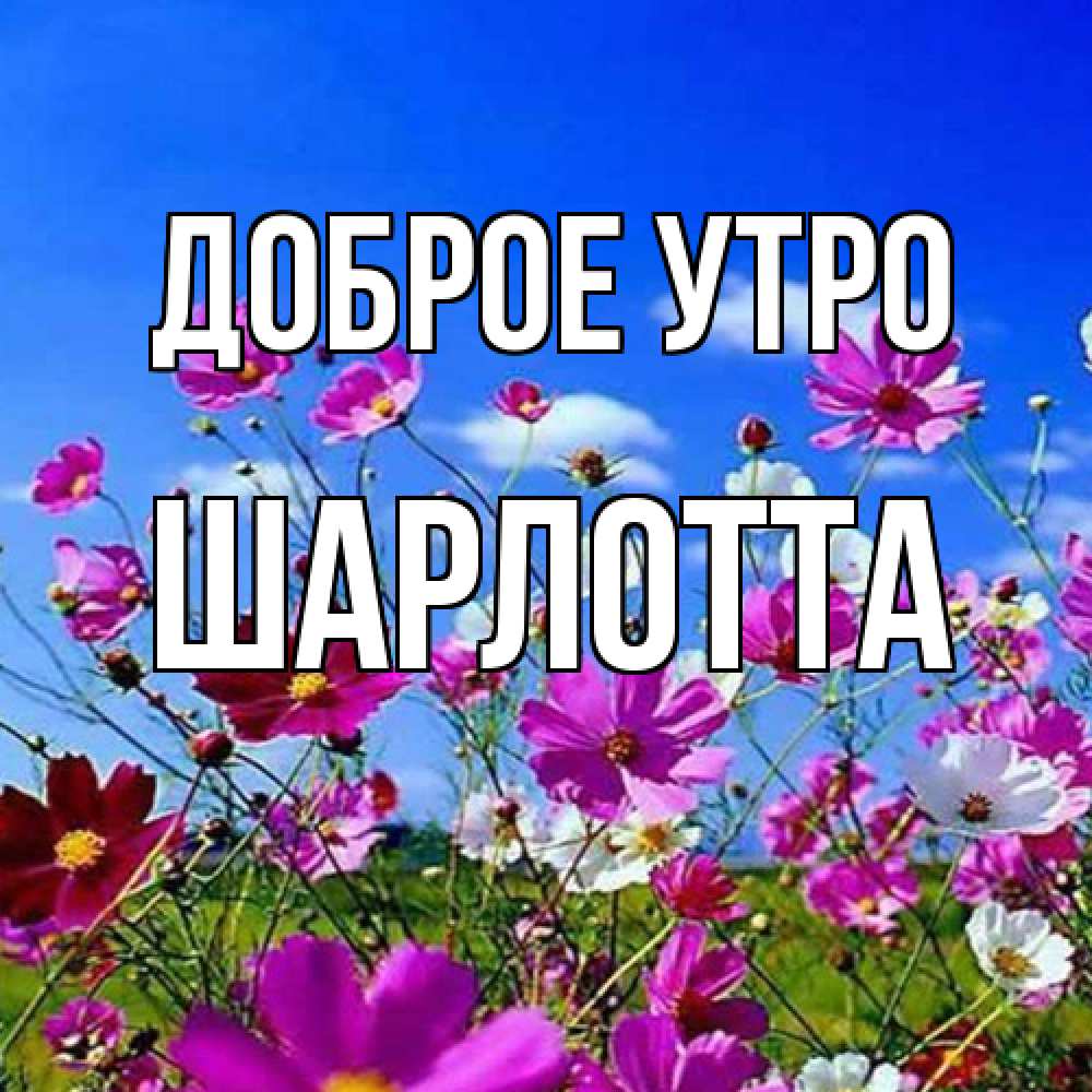 Открытка на каждый день с именем, Шарлотта Доброе утро сиреневые цветы Прикольная открытка с пожеланием онлайн скачать бесплатно 
